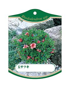 タマサツキ K 園芸用ラベル【105mm×80mm】100枚入