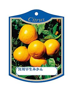 ミヤガワワセミカン K 園芸用ラベル【105mm×80mm】100枚入