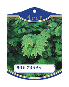 モミジ アオイタヤ K 園芸用ラベル