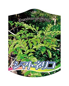 シマトネリコ 2005 K 園芸用ラベル【105mm×80mm】100枚入