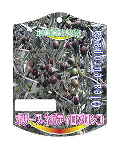 オリーブ ネバディロブロンコ K 園芸用ラベル