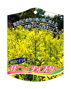 ヒイラギ サニーフォスタ K　園芸用ラベル