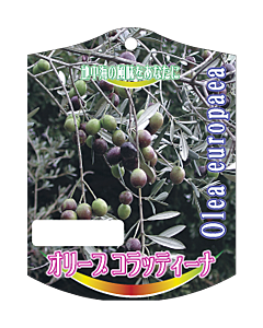 オリーブ コラッティーナ K　園芸用ラベル