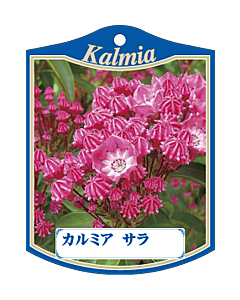 カルミヤ サラ K　園芸用ラベル