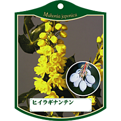 ヒイラギナンテン K 園芸用ラベル【105mm×80mm】100枚入