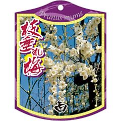 シダレウメ シロ 2005 K 園芸用ラベル【105mm×80mm】100枚入